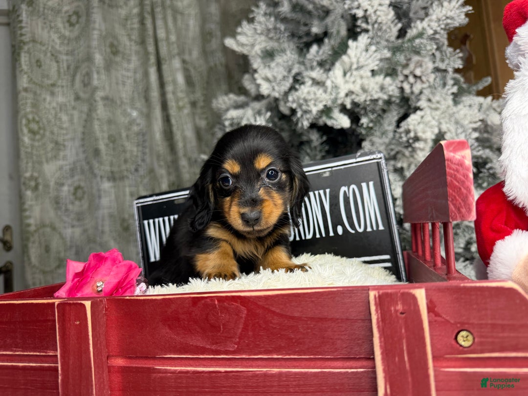 Miniature Dachshund dogs for sale: Ready 4 holidays - Ad 9
