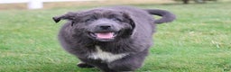 Newfoundland dogs for sale: Dolly - Ad 3