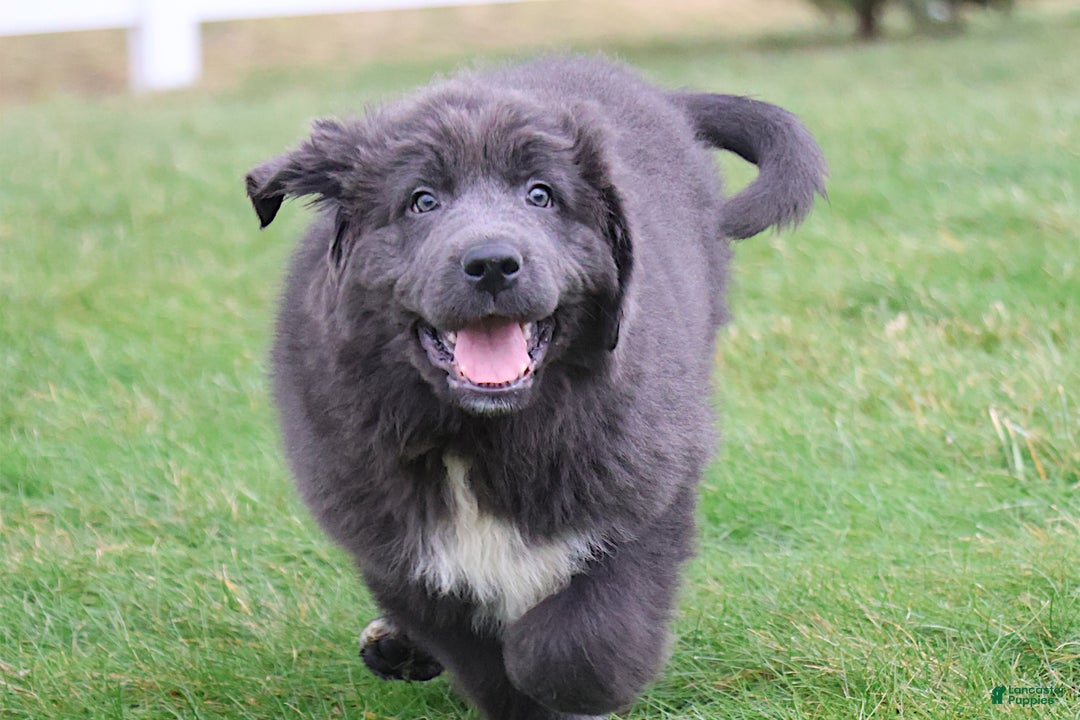 Newfoundland dogs for sale: Dolly - Ad 3