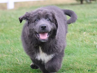 Newfoundland dogs Dolly - Ad 5