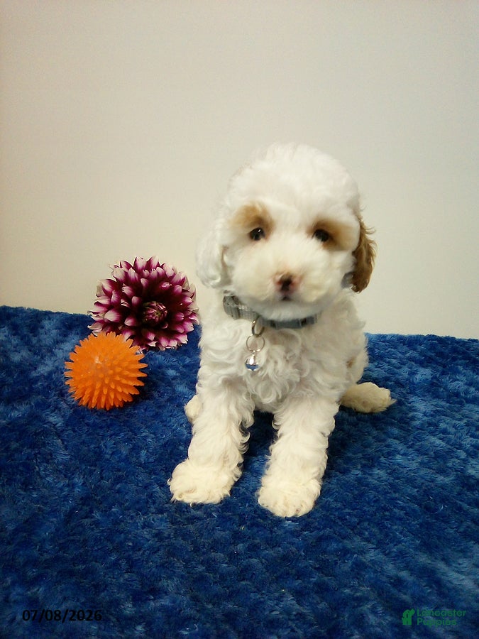 Toy Poodle dogs Burke - Ad 1