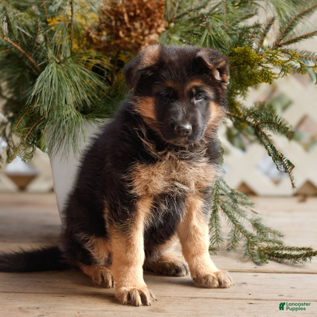 German Shepherd dogs for sale: Brody  - Ad 2
