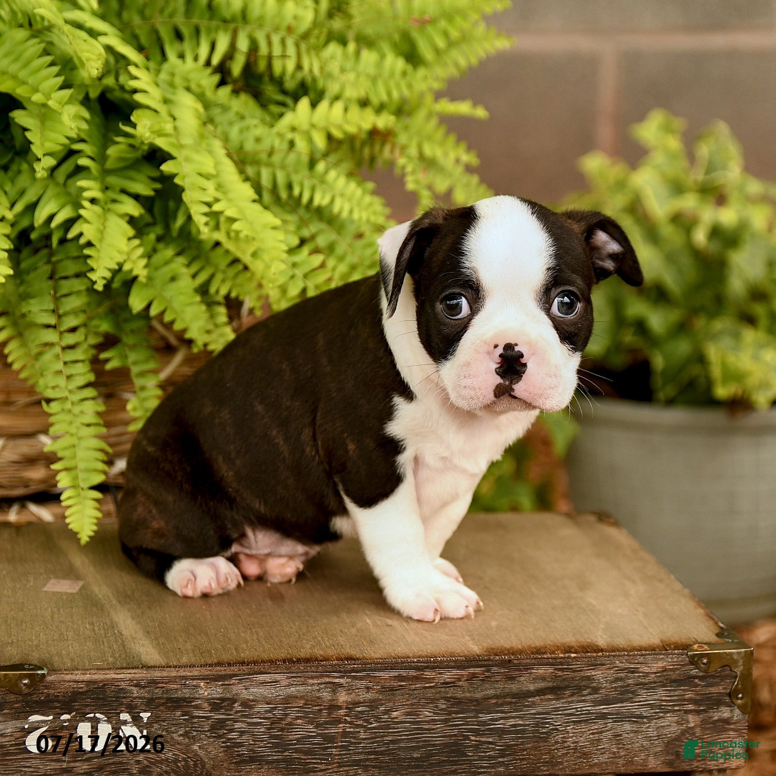 Boston Terrier dogs Dalton - Ad 1