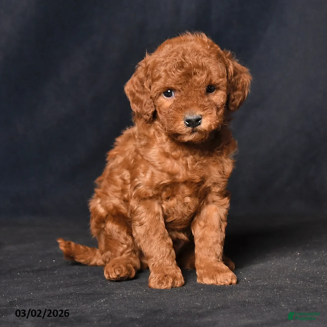 Toy Poodle dogs for sale: Skittles - Ad 2