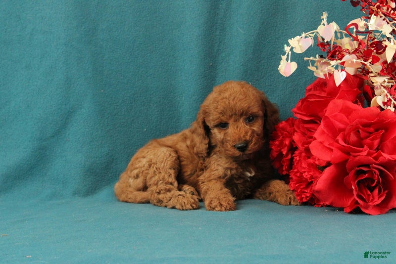 Mini Goldendoodle dogs Olympia - Ad 2