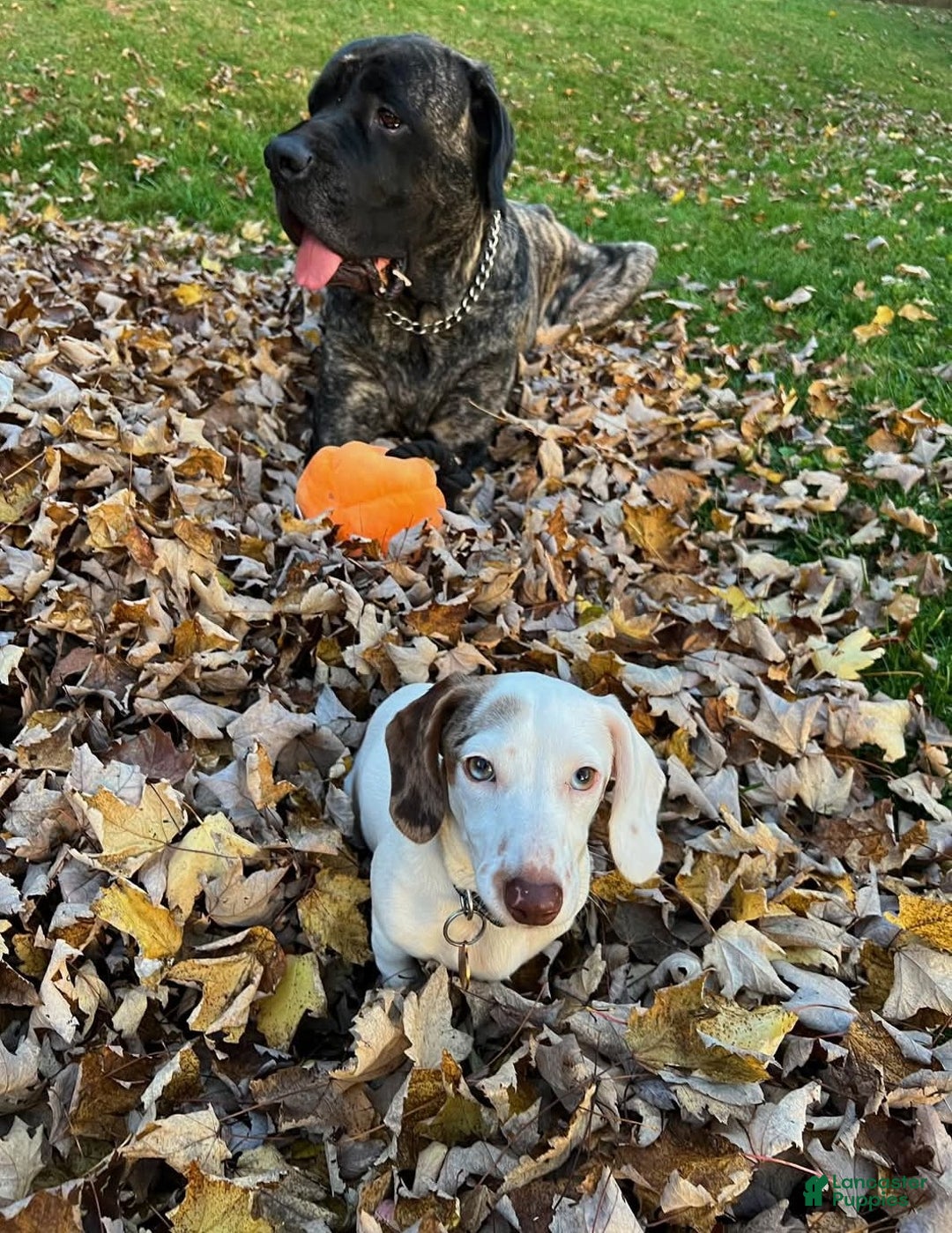 Miniature Dachshund dogs for sale: Coco - Ad 10