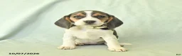 Beagle dogs for sale: Yasmine - Ad 3