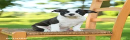 Boston Terrier dogs for sale: Trudy - Ad 3