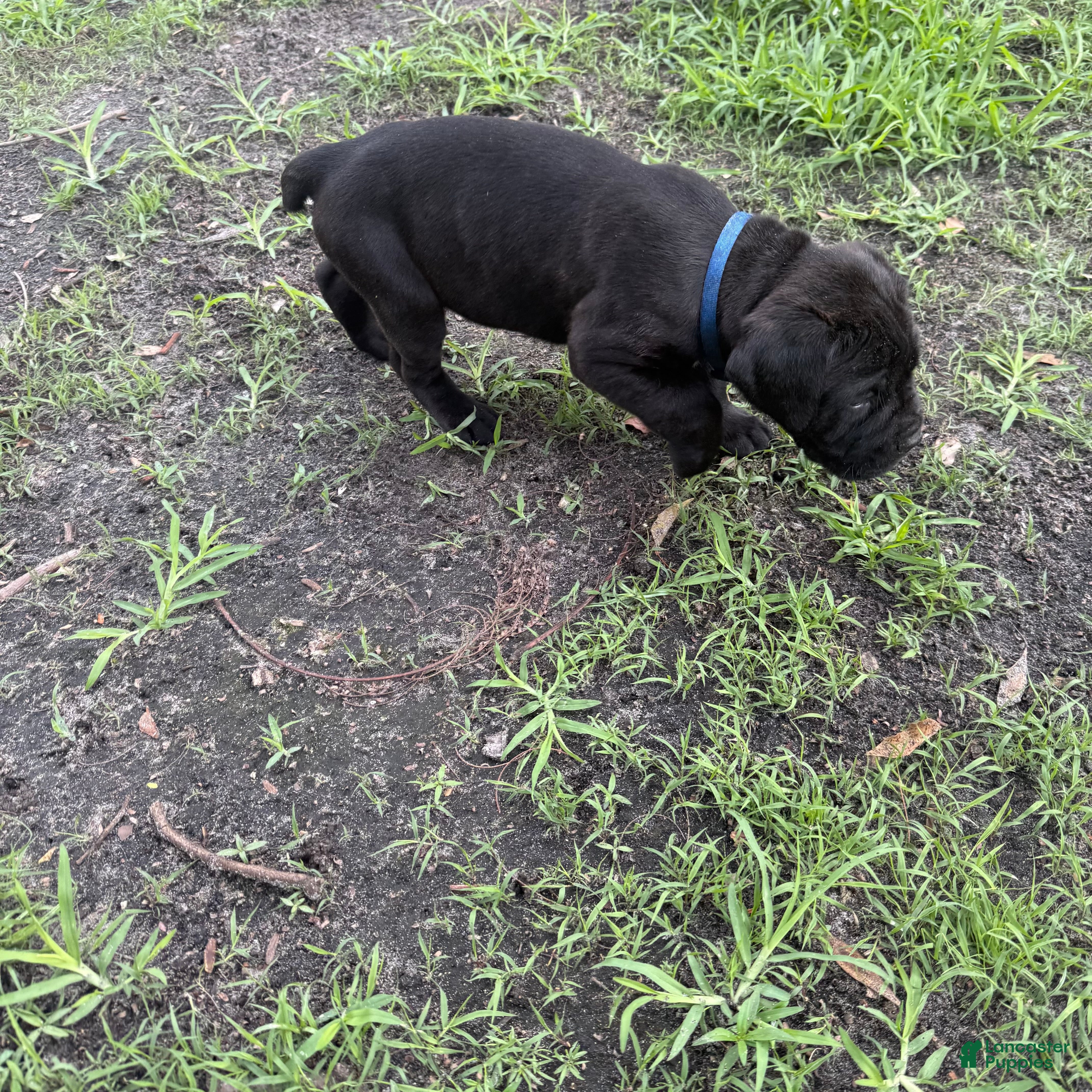 Cane Corso dogs Cane Corso Puppy 4 - Ad 27