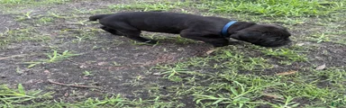 Cane Corso Puppy 4