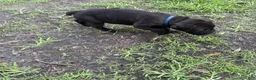 Cane Corso dogs for sale: Cane Corso Puppy 4 - Ad 1