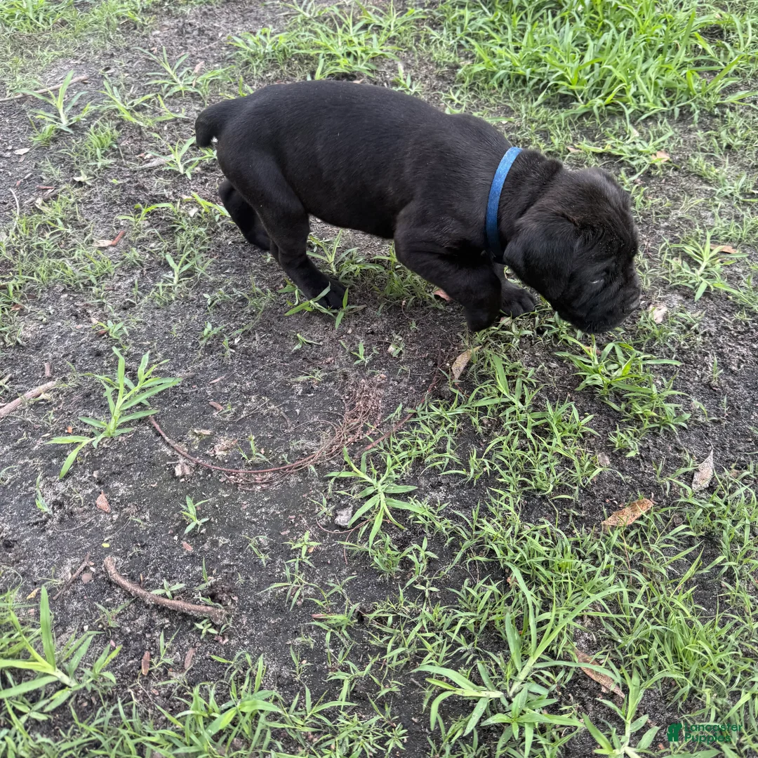 Cane Corso dogs for sale: Cane Corso Puppy 4 - Ad 1