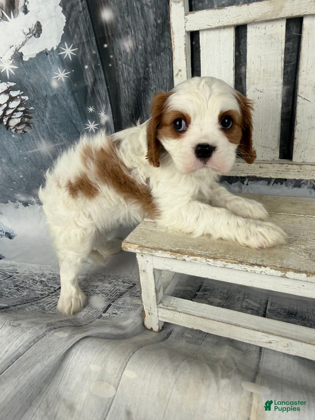 Cavalier King Charles Spaniel dogs for sale: Lucy - Ad 6