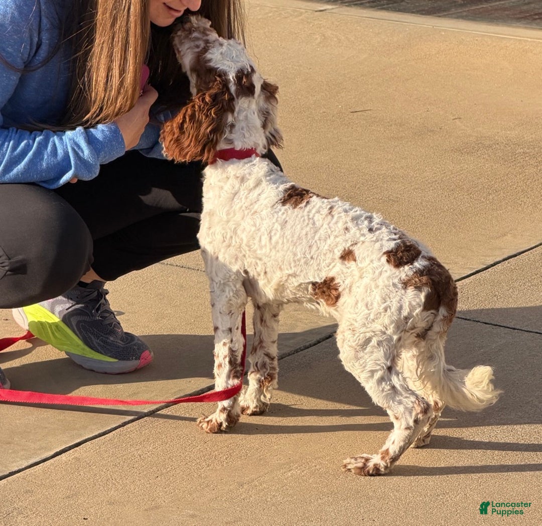 Mini Goldendoodle dogs for sale: Buster - Ad 4