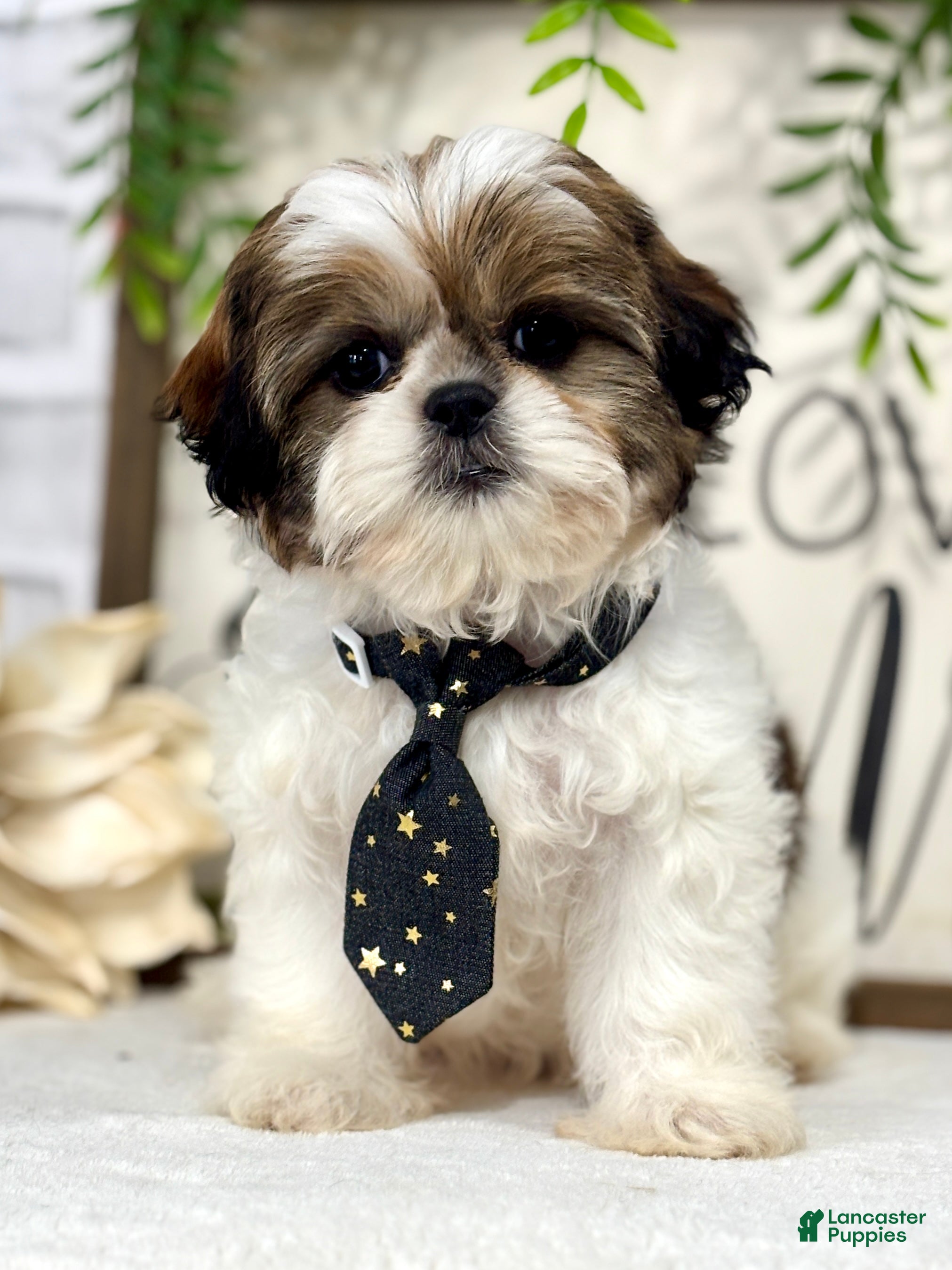 Shih Tzu dogs Billy - Ad 21