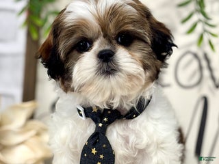 Shih Tzu dogs Billy - Ad 21
