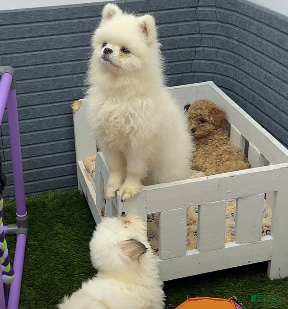 Pomeranian dogs Memin - Ad 2