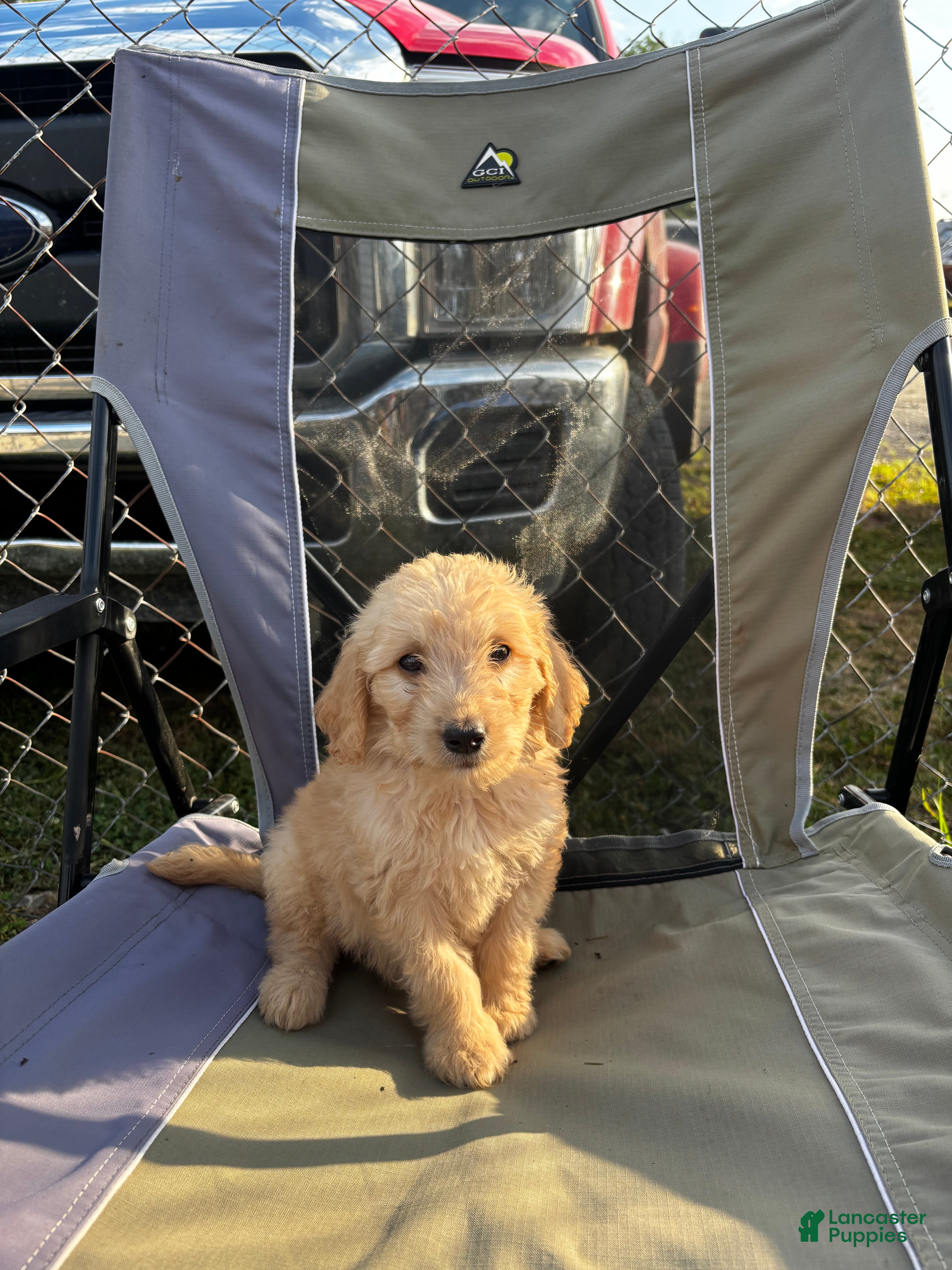 Goldendoodle dogs Thorne - Ad 29