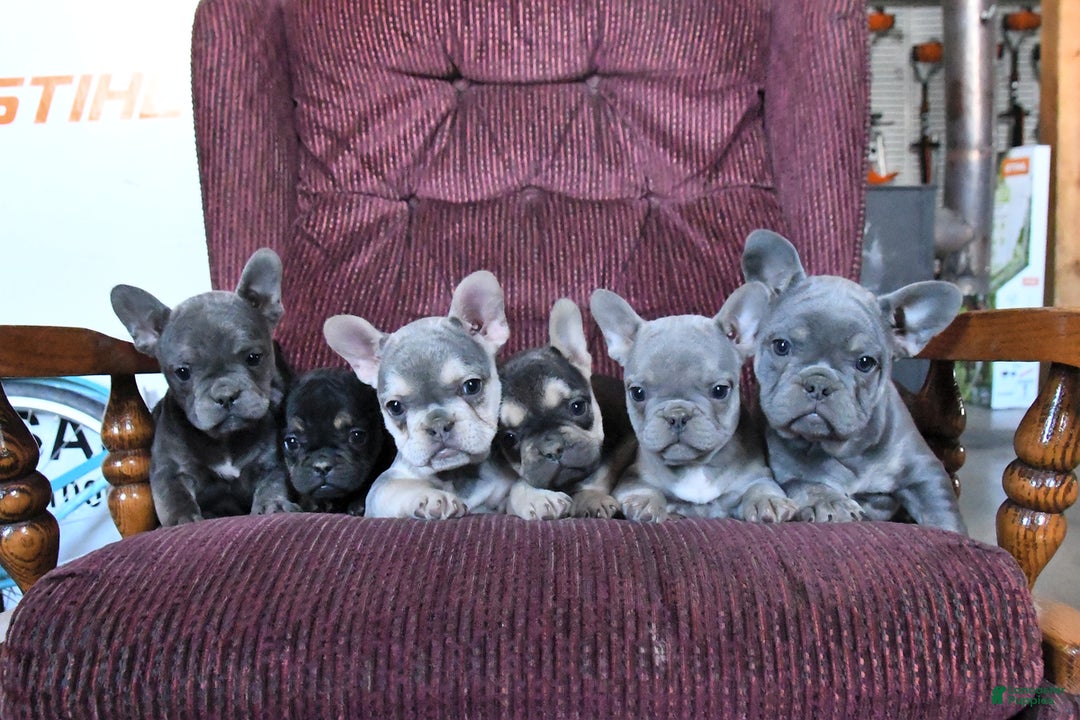 French Bulldog dogs for sale: Bandit - Ad 3