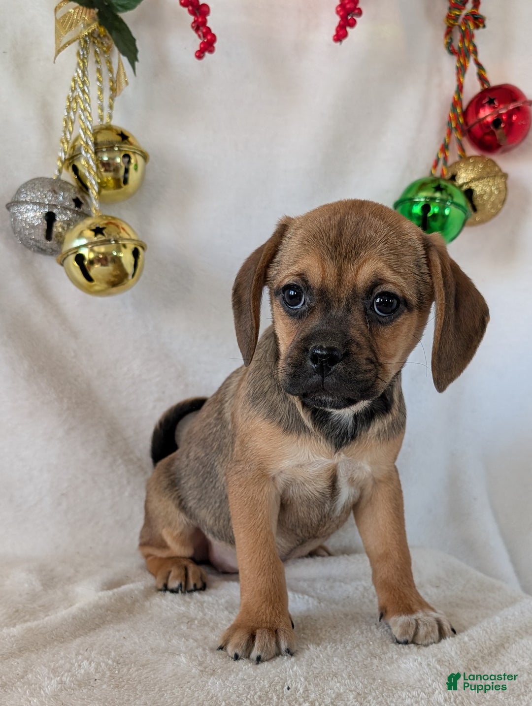 Puggle dogs for sale: Joy  - Ad 6