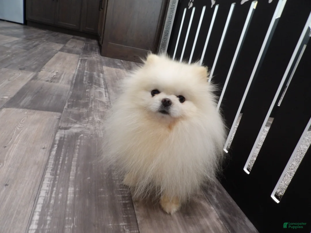 Pomeranian dogs for sale: Heilda  - Ad 7