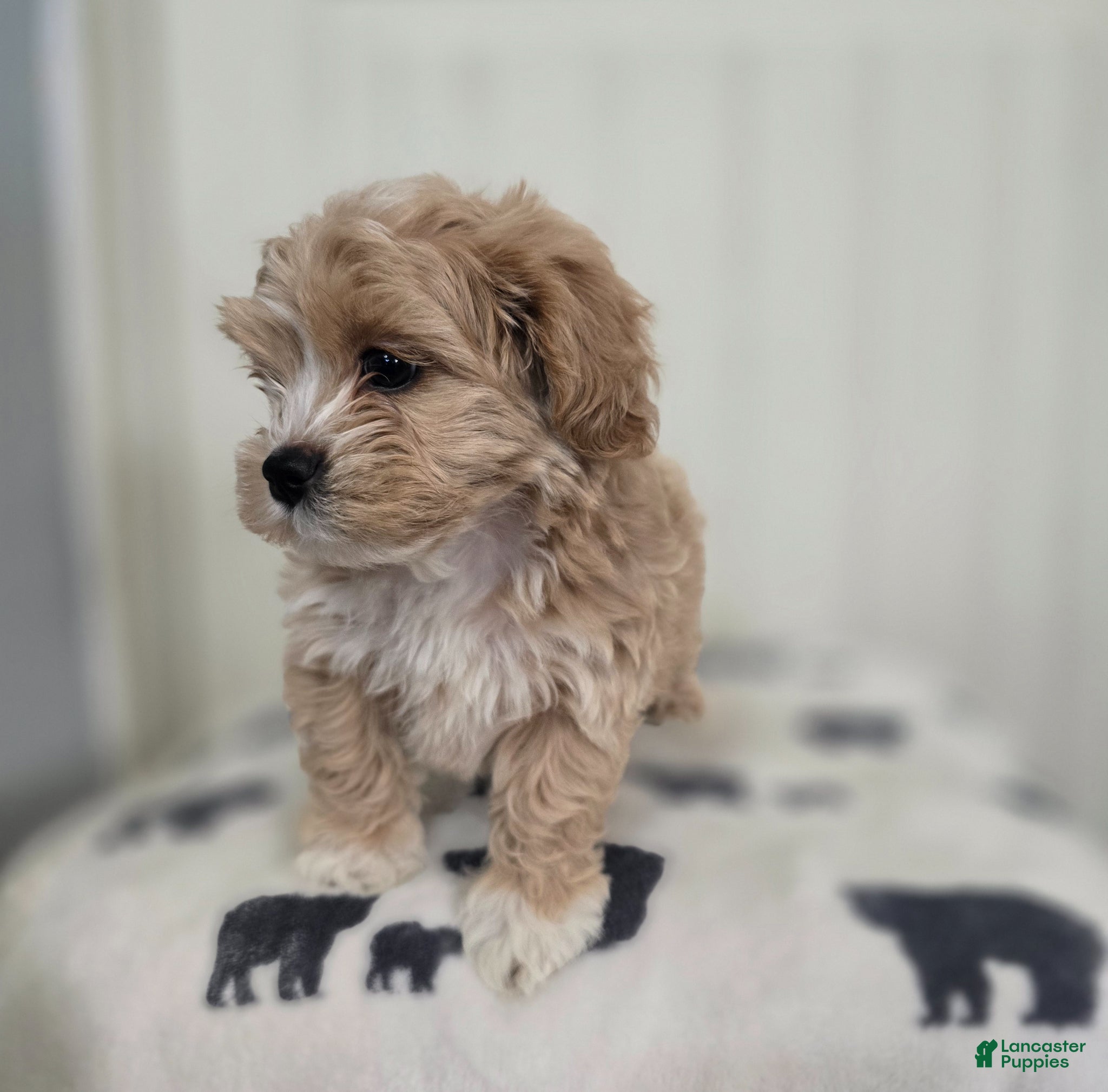 Shihpoo dogs Shihpoo Puppy 2 - Ad 26