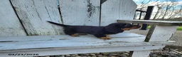 Miniature Dachshund dogs for sale: Hershey - Ad 5