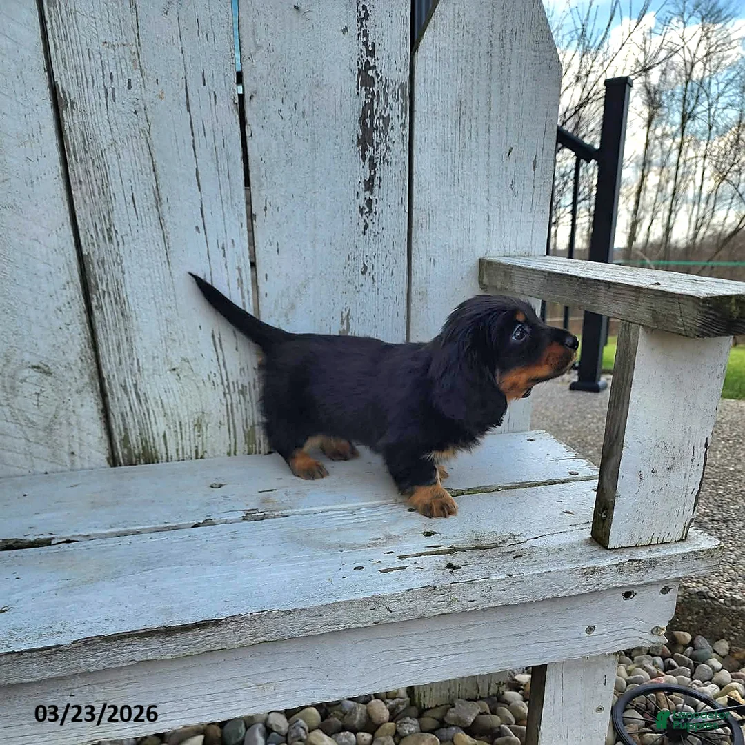 Miniature Dachshund dogs for sale: Hershey - Ad 5