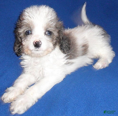 Cockapoo dogs Ringo - Ad 2