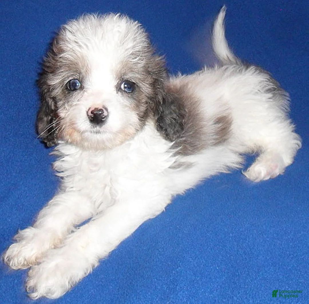 Cockapoo dogs for sale: Ringo - Ad 2