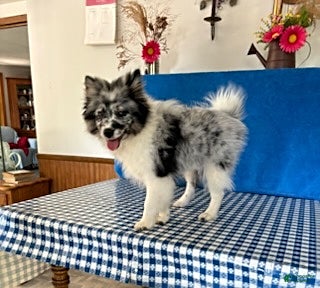 Pomsky dogs Teddy - Ad 2