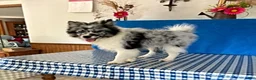 Pomsky dogs for sale: Teddy - Ad 7