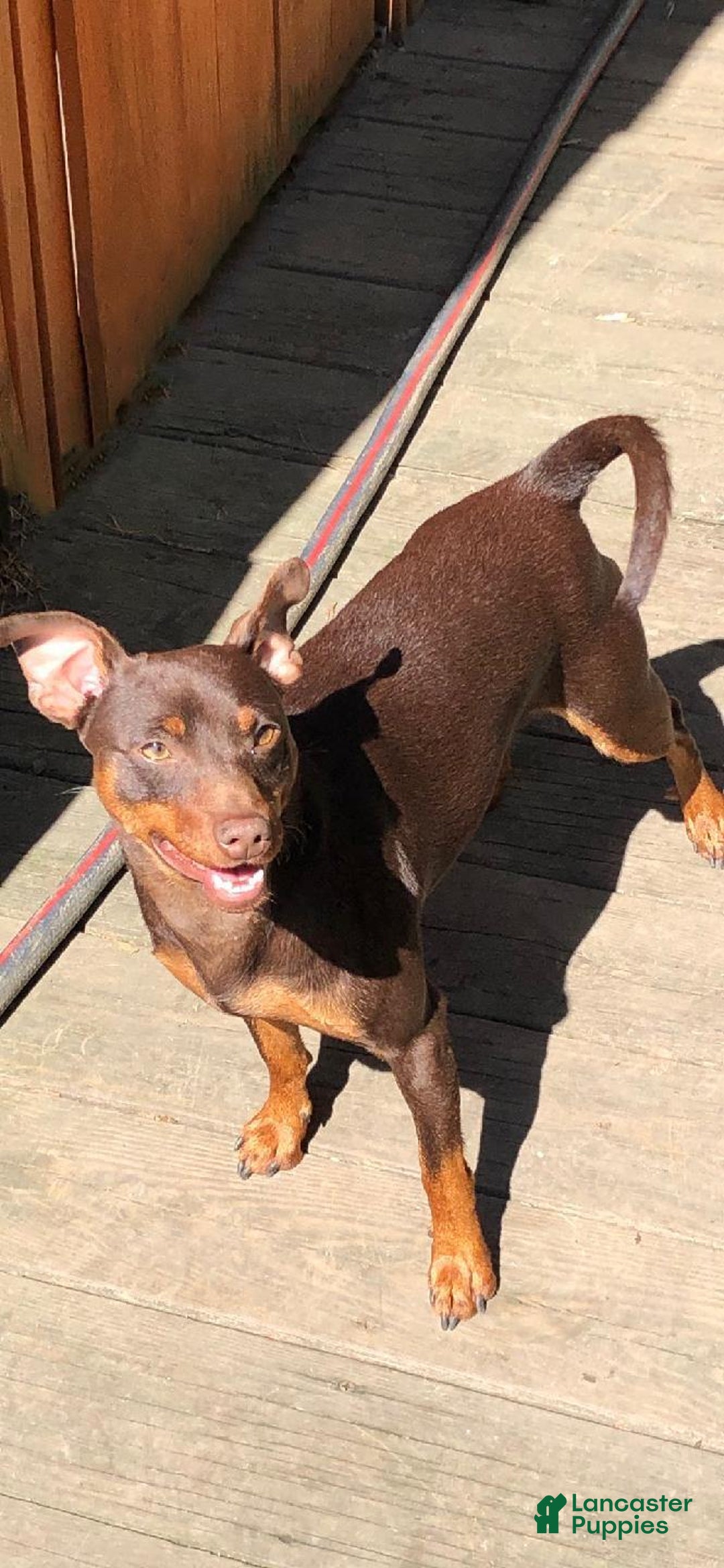 Miniature Pinscher dogs for sale: Toffee - Ad 7