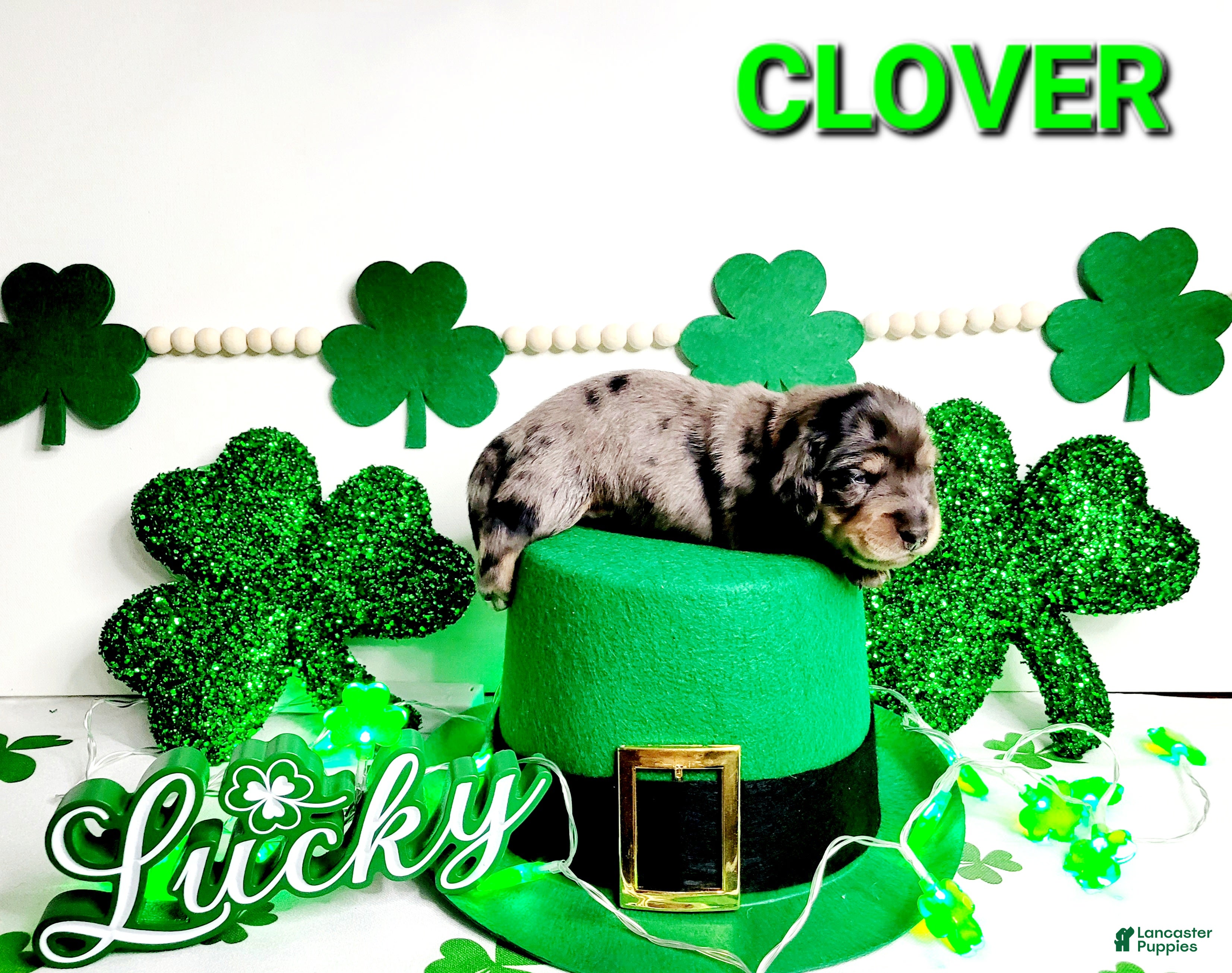Miniature Dachshund dogs Clover - Ad 5