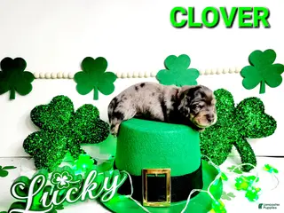 Miniature Dachshund dogs Clover - Ad 5