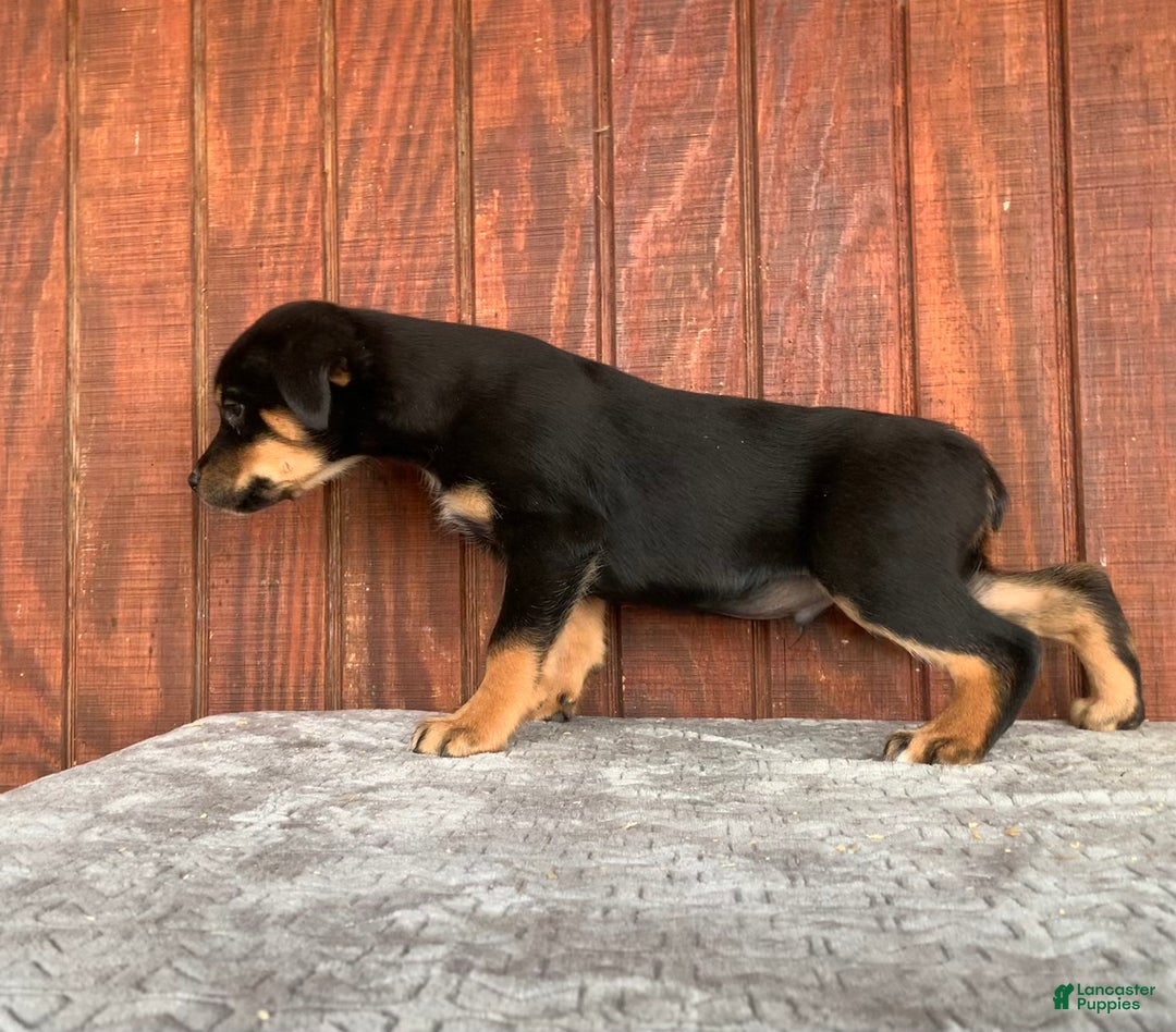 Mixed Breed dogs for sale: Jake - Ad 2