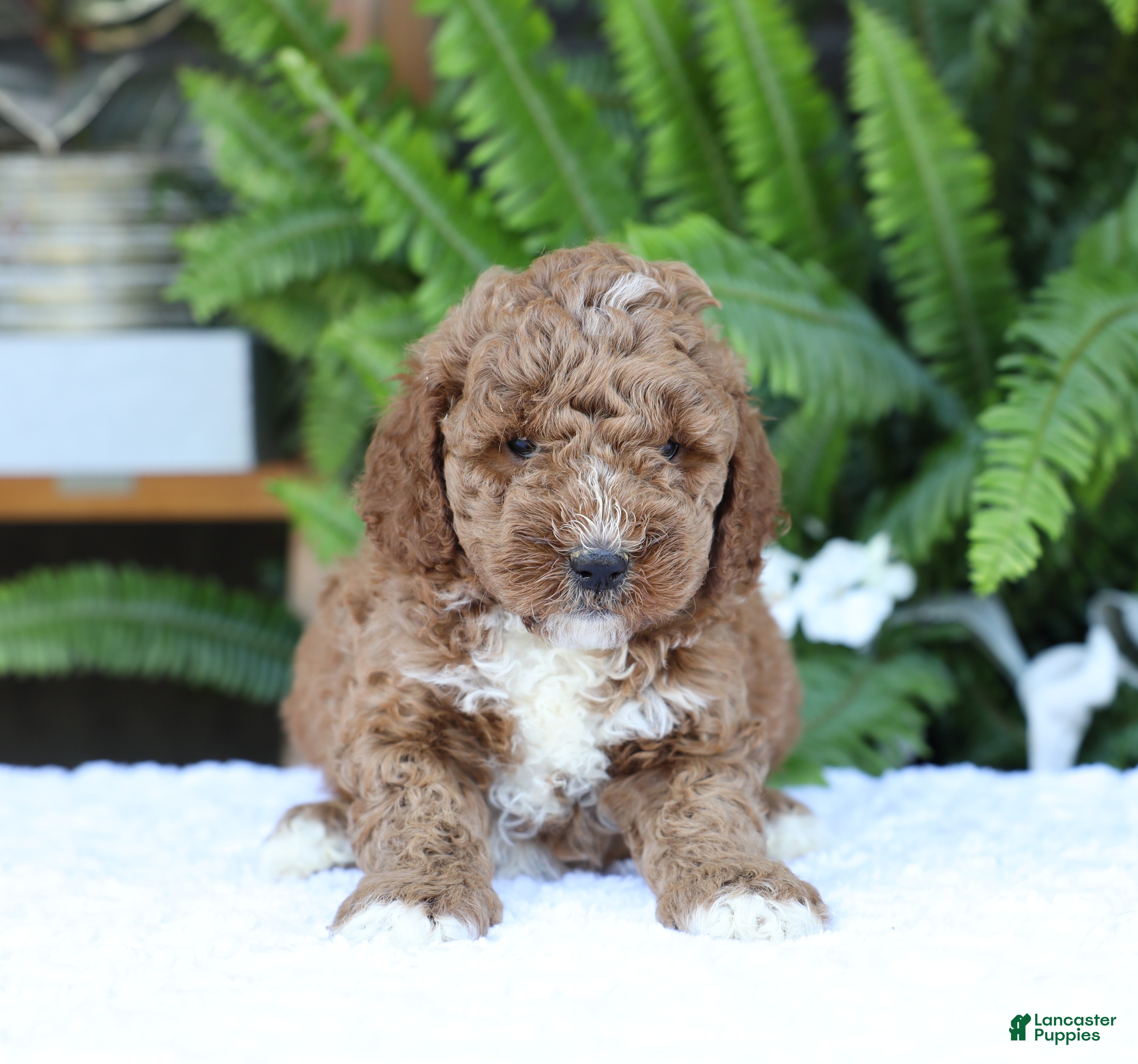 Mini Goldendoodle dogs Dusty - Ad 1