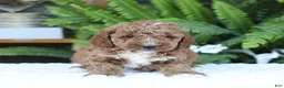 Mini Goldendoodle dogs for sale: Dusty - Ad 1