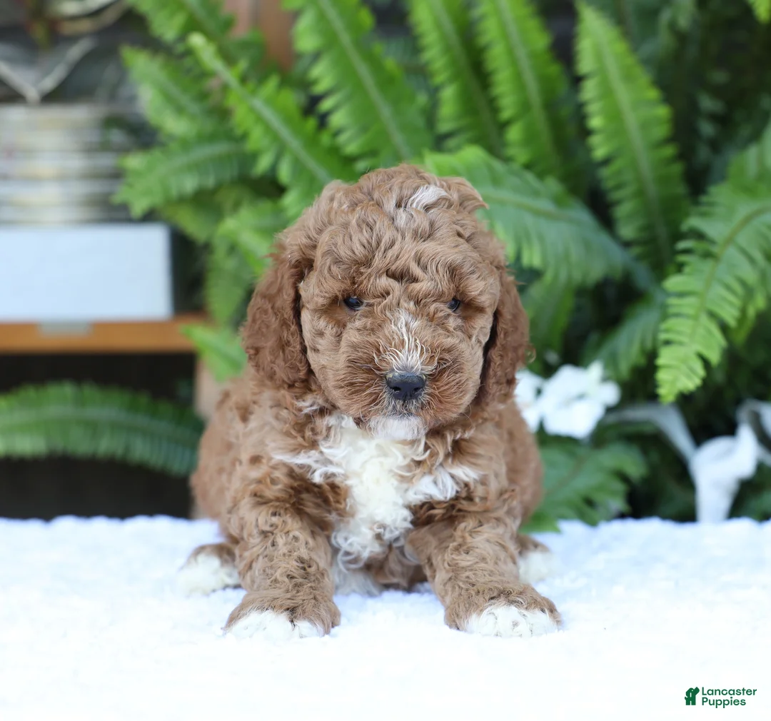 Mini Goldendoodle dogs for sale: Dusty - Ad 1