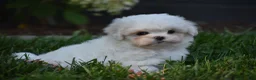 Maltese dogs for sale: Olaf - Ad 10