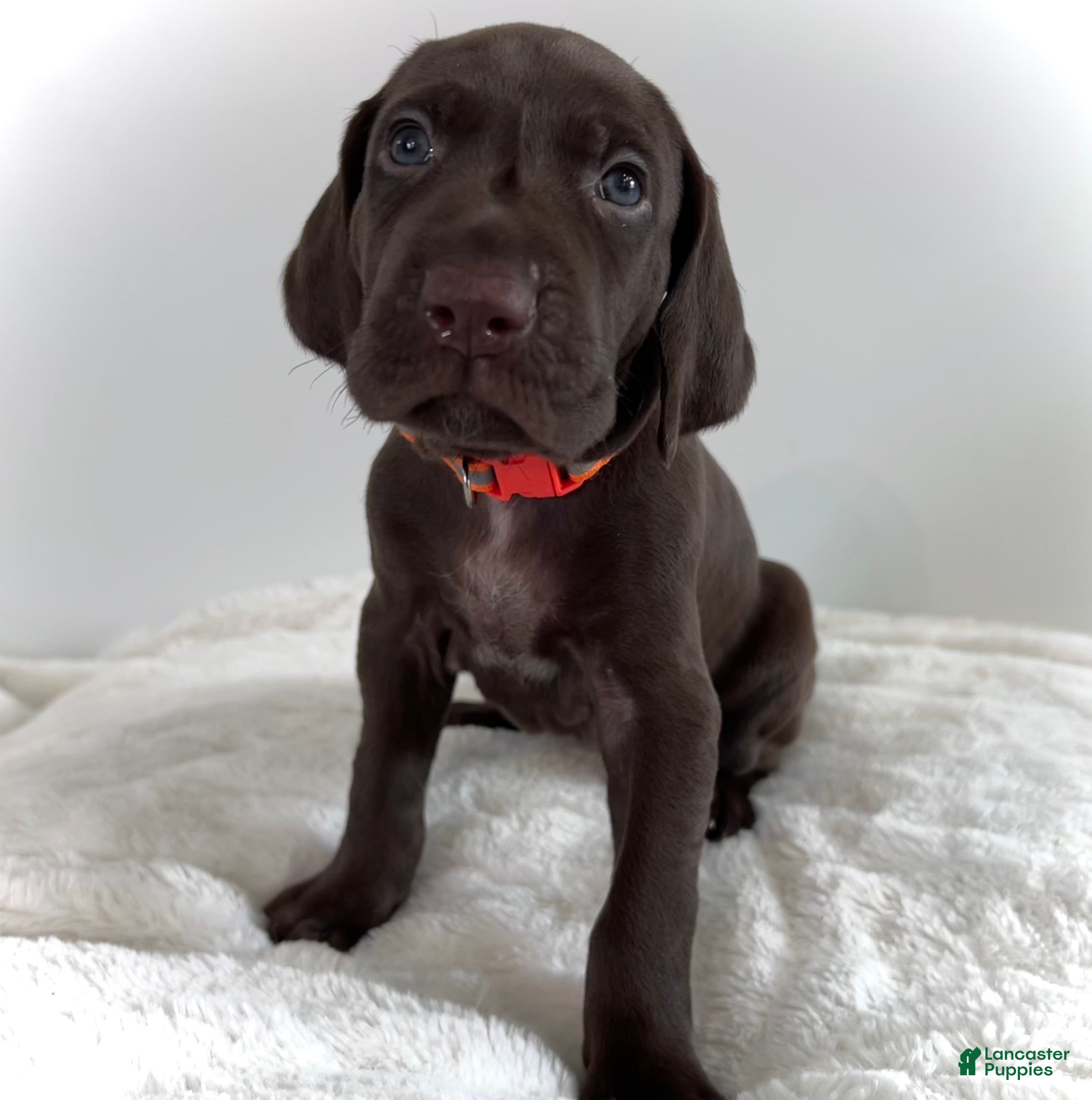 German Shorthaired Pointer dogs King - Ad 39