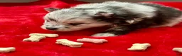 Pomeranian dogs for sale: Blue/Black Merle 4weeks  - Ad 3