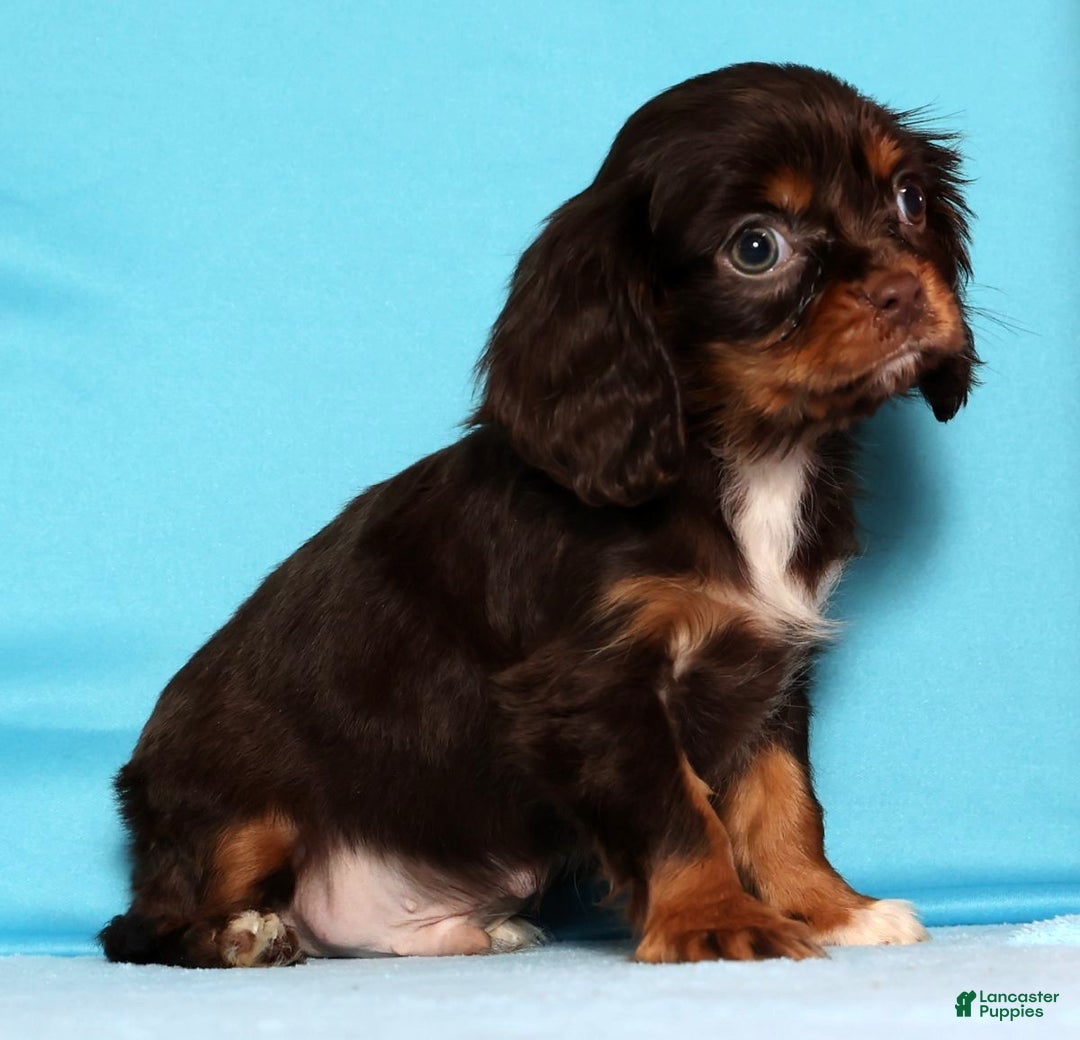 Cavalier King Charles Spaniel dogs for sale: Jingle - Ad 4