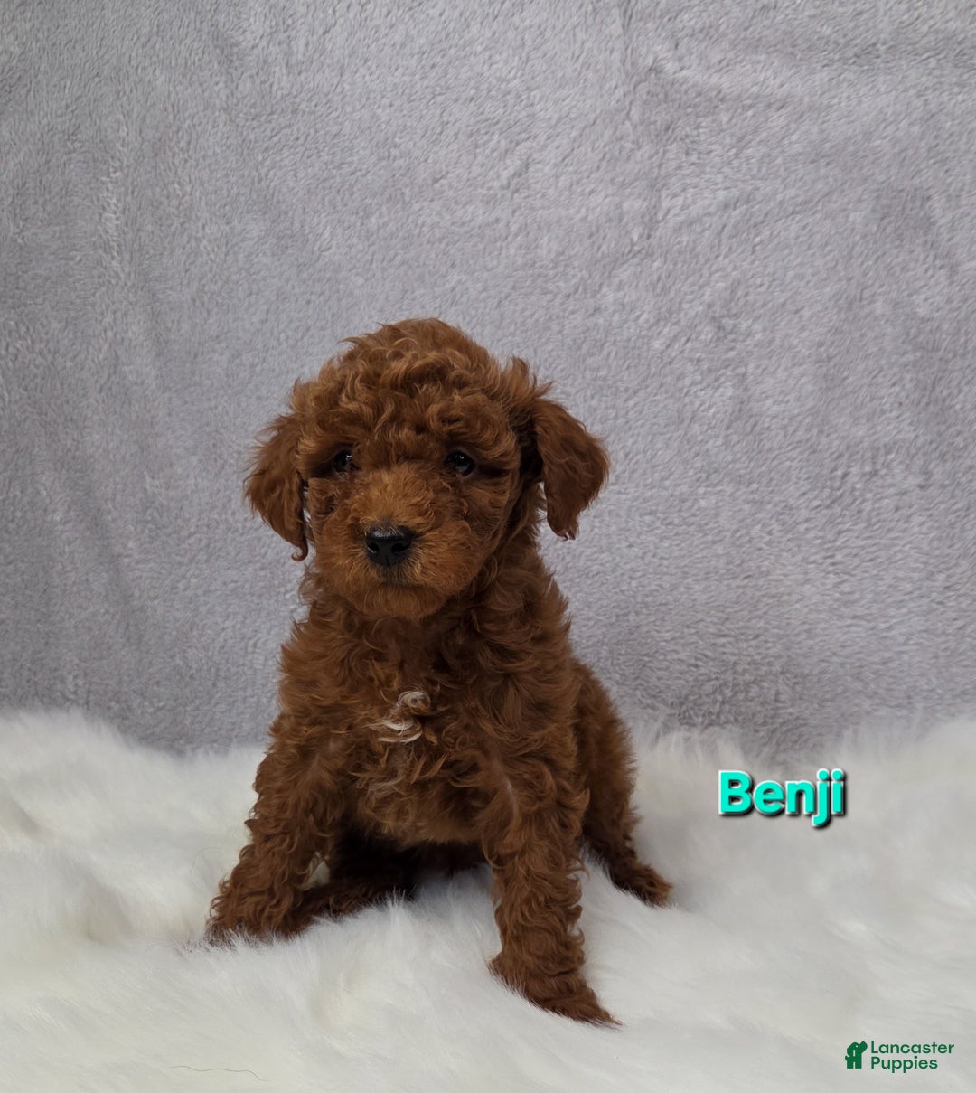 Miniature Poodle dogs for sale: Benji  - Ad 2