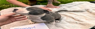 American Pit Bull Terrier 4