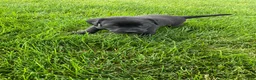 Labrador Retriever dogs for sale: Lily - Ad 5