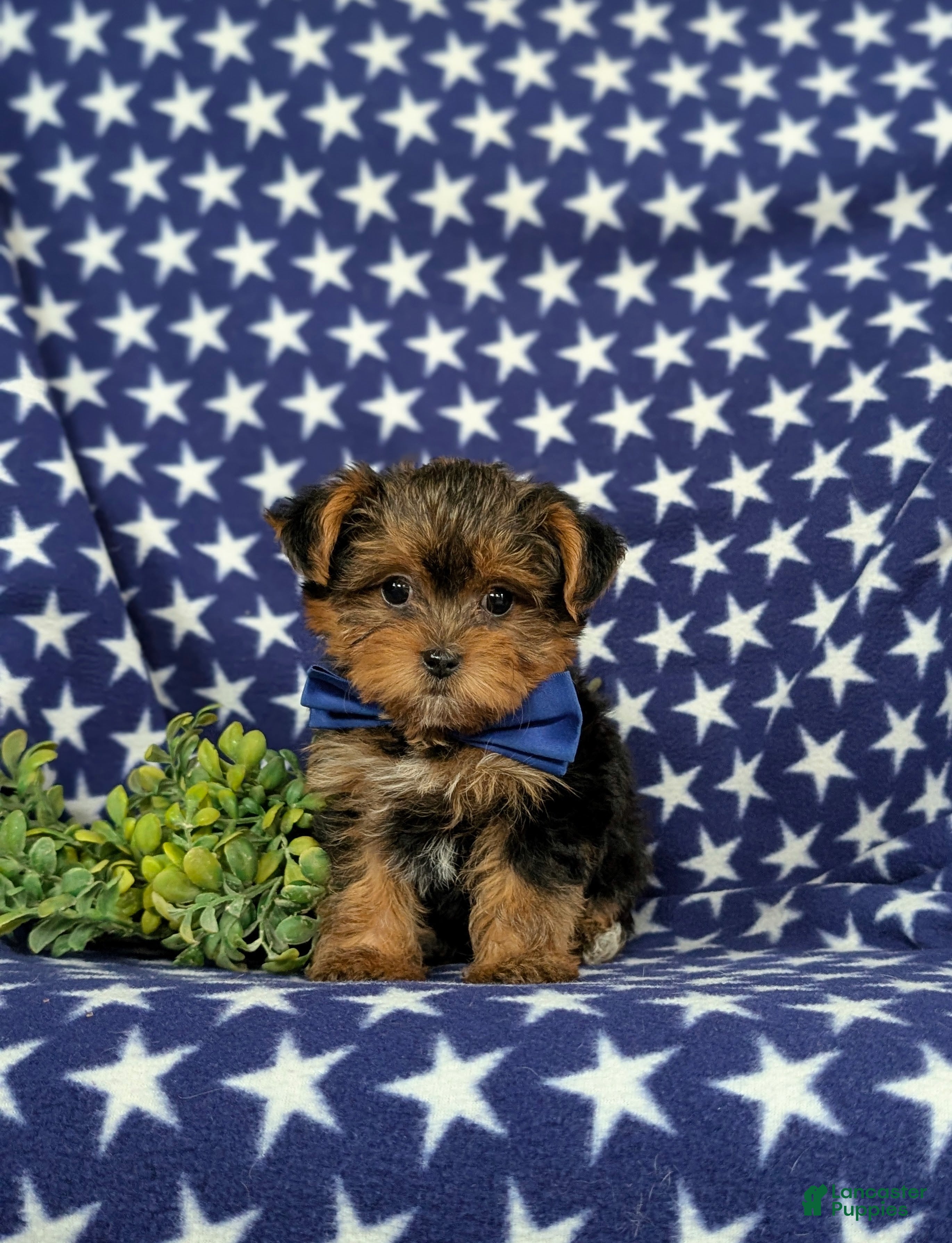 Yorkiepoo dogs Casey 6 lbs Full Grown - Ad 1