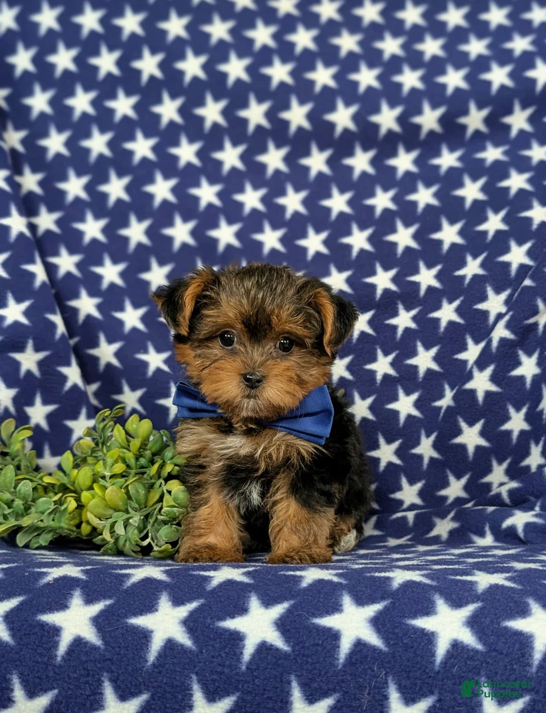 Yorkiepoo dogs for sale: Casey 6 lbs Full Grown - Ad 1