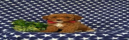 Miniature Poodle dogs for sale: Scooter - Ad 1