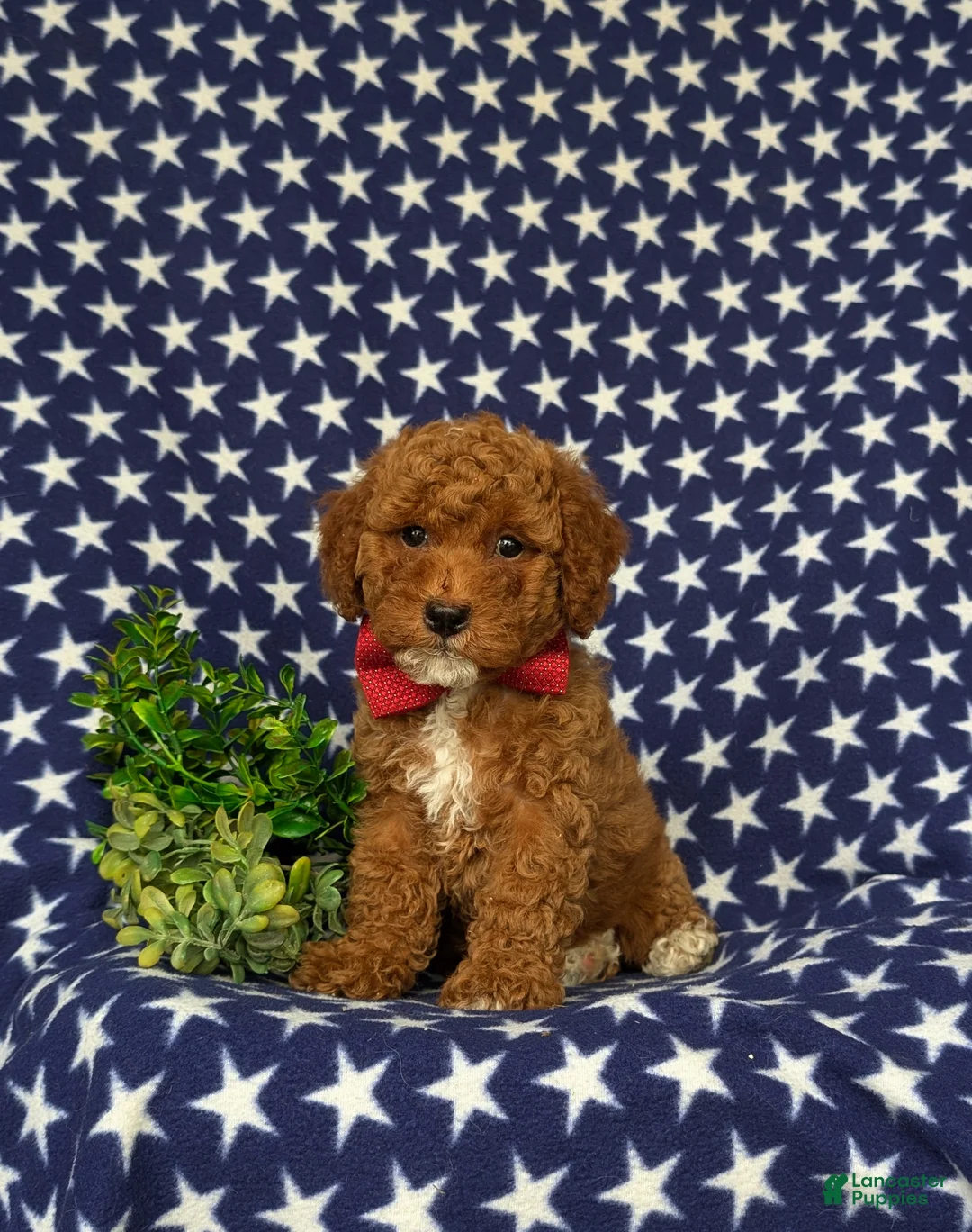 Miniature Poodle dogs for sale: Scooter - Ad 1